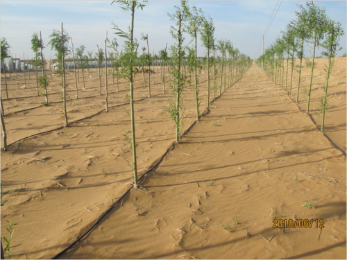 園林灌溉沙漠防風林，綠色，向沙漠進軍