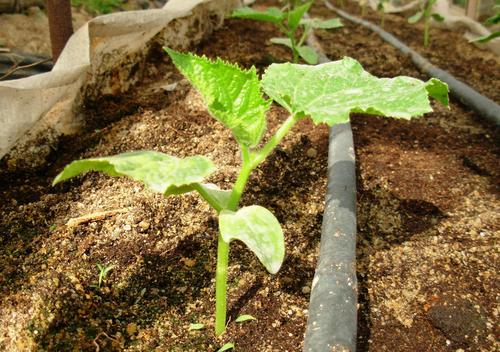 滴灌技術在蔬菜種植中的運用，可提高產量，改善果實品質，控制雜草生長